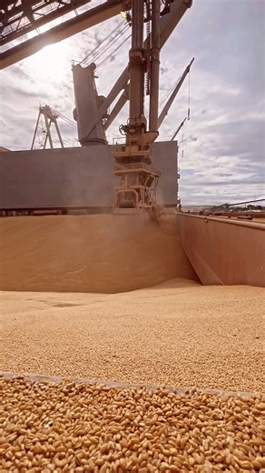 Australian premium Wheat in Bulk loading into a ship cargo hold. Australian grain is so popular worldwide due to it’s premium quality and strict standard pre-load and during the load. #Wheat #Cargo #Australia #Ship #PortOperations #Grain #Farmers #Australianfarmers | Faizan ĸhan