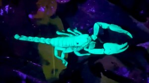 Scorpion turns neon blue under blacklight.