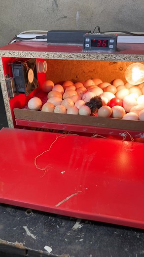 Wonderful egg hatching | Mian Inventions