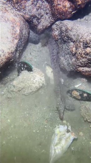 catching fish using tongs#rynhokii #fyp #fishing