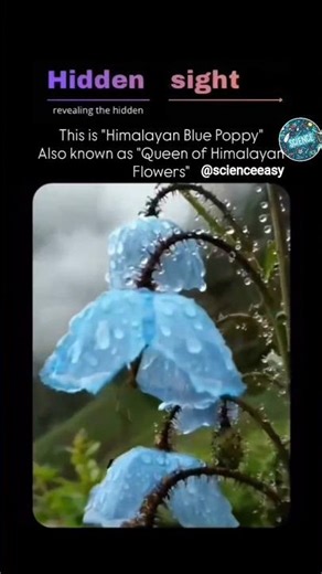 Hidden queen of Himalayan flowers#ViralShorts#ExploreHimalayas#ShortVideo#Trending #viral#viralvideo
