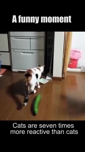 Daily smile on TikTok