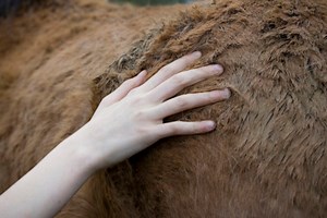 Wild mustangs stranded, starving to death in remote area of Warm Springs Indian Reservation