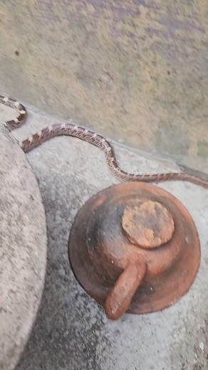 This snake bites in the blink of an eye | Sujay snake saver