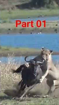 Masai Tribes Hunting Lion Part 01#Lionhunting #masaimara #LionAttack #LionEating