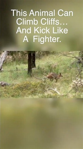 Wallabies: Australia’s Powerful Hoppers
