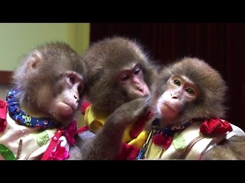 Monkey training in China is the focus of animal rights activists