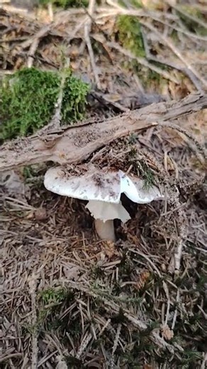 Nature knows, it is self-sufficient #nature #nature #livinginthewoods