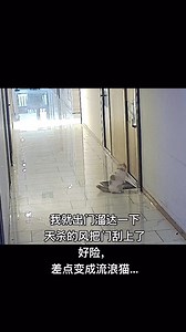 791K views · 9.8K reactions | ：鏟屎的開門啊～～～ 看更多可愛貓貓 @its_catsplanet #貓 #貓咪 #貓咪日常 #貓星人 #貓星人日常 #喵星人 #喵星人日常 #喵 #迷因 #梗圖 #迷因梗 #迷因梗圖 #memes | 貓咪星球崛起 | Facebook