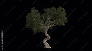 Utah Juniper Tree blowing in the wind. Wind blows the Sabina Tree. Animated Juniperus Osteosperma Tree swaying in the wind with Transparent Background. Alpha Channel. Loop Animation