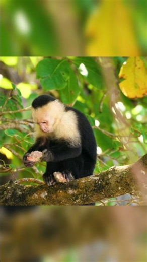 Meet the sloth | Lazy and Smart sloth #animals #reels #amazon #animalshorts #sloth #cute