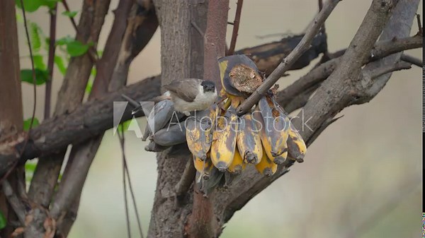 Red-whiskered bulbul (Pycnonotus jocosus) bird eating a ripe banana