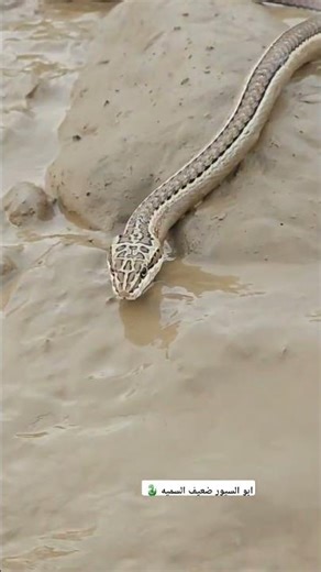 Snake Slithering Through Water and Mud | Amazing Wildlife Scene