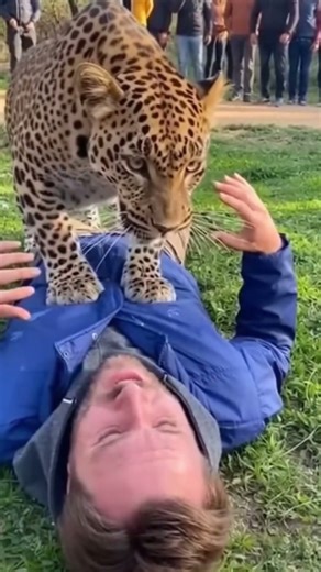 Leopard Attacks Man During Wildlife Encounter #shorts #animals #leopard