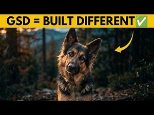 14 Reasons German Shepherds Are in a Class of Their Own