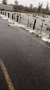 Salmon swimming across the road? 🐟 It happened today as the Skokomish River flooded. Thanks to Luana Tiller for sharing! [>> kiroweatherapp.com.] | KIRO 7 News