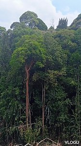 2.6M views · 34K reactions | Suara penghuni hutan rimba | Mikael Rigab Kalophu | Facebook
