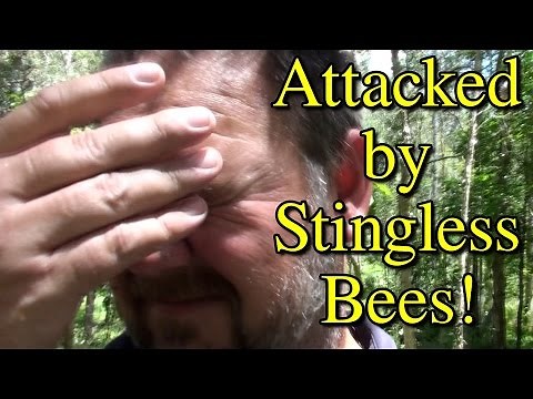 Attacked By Stingless Native Bees Plus Hive Splitting & More