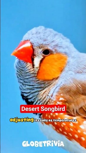 The Tiny Finch With Desert-Smart Survival Tricks