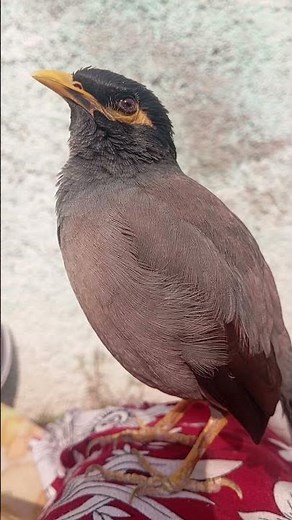 Beautiful Myna Bird Singing | Smart Myna Talking | Natural Bird Sounds Video.