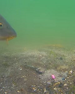 17K views · 208 reactions | FISH ARE SMARTER THAN YOU THINK! 勞 . #tackleguru #gurufishing #knowledge #underwater #fishinggurus #hybridfeeder | Tackle Guru | Facebook