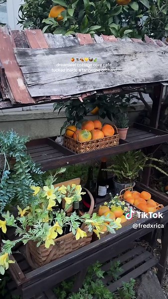 frederica on TikTok