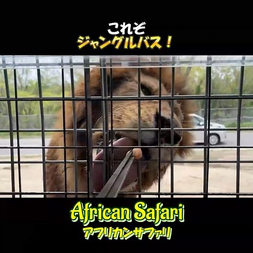 これぞジャングルバス❗️【大分アフリカンサファリ🦁🐘】