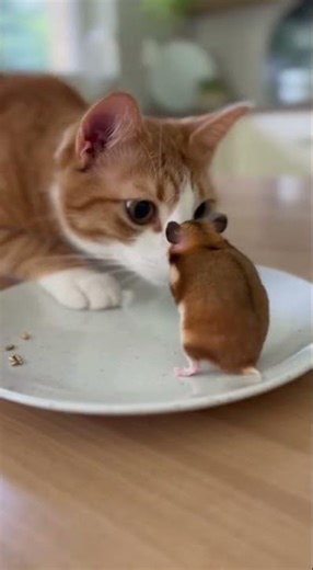 Hamsters and Cats Create a Moving Adventure Unexpected Friends Unite #pets #animals #cute
