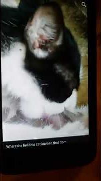 Cat giving heads