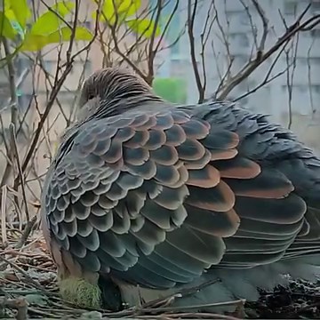 Oriental turtle dove birds Feed the baby in the nest | Review Bird Nest