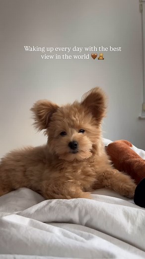 Teddy 🧸 half dog half bear | 🥹 #pomapoo #puppy #poodle #pomeranian #toypoodle | Instagram