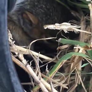 69K views · 2.6K reactions | If a baby squirrel falls from its nest...