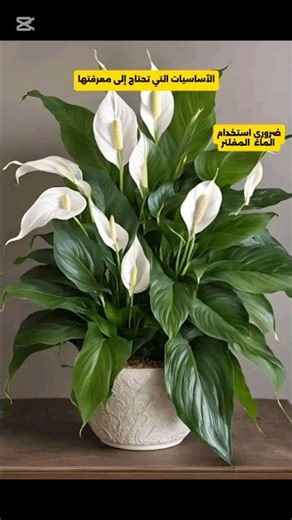 زنبق السلام | كل مايحتاجه في 20 ثانية🌿