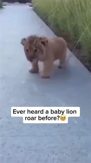 425K views · 9.9K reactions | A baby lion, called a cub, starts to...