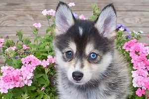 Are Pomskies Smart: Learn About the Unique Intelligence of the Pomsky | Fluffy Dog Breeds