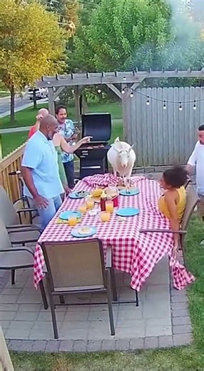Goat Crashes BBQ and Eats the Tablecloth!