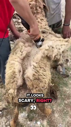 Why Sheep Don’t Freak Out During Shearing?! #animals #shorts #viral