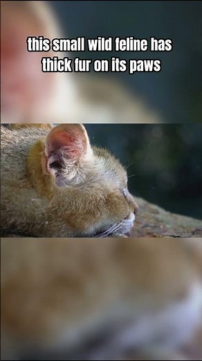 Top Ten Animals That Live in the Harshest Deserts: The Nocturnal Hunter