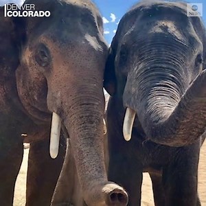 PARTY ANIMAL: Jake the elephant celebrated turning 10 years old, and the Denver Zoo celebrated by releasing a video of his best moments in the past year. https://abcn.ws/33e86dH | ABC News