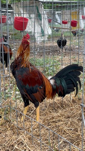 Granja Greer - Atkinson | Juan Greer Jr.