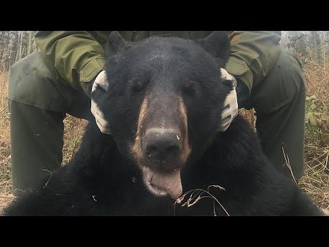 Bear hunting tips and preferred calibers