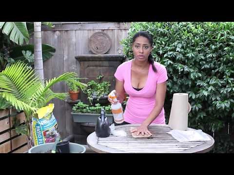 Germination of Bean Seeds Without Soil : Garden Seed Starting