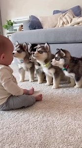 397K views · 11K reactions | Son Hermosos ❤️ #funnyvideos #perrochacarron #bebes #gracioso #funnyreels #bebestiernos #viralvídeos #divertido #memes #viralreelsシ #reelsviralシ #reelsvideoシ #humor #funny #bebe #IA | Perro Chacarrón Of | Facebook