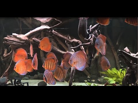 Curilenquer Discus starting coloring up. Thanks Peter Daniewski (Germany)