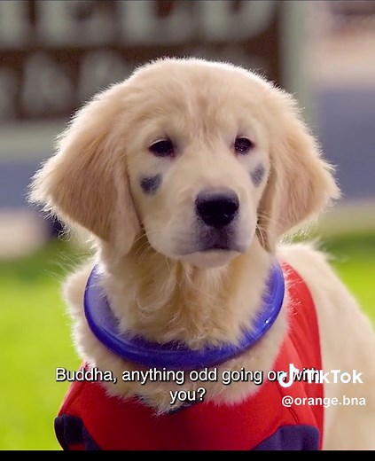 Cute Five Little Dogs Adventure - Funny Puppy Animated Movie