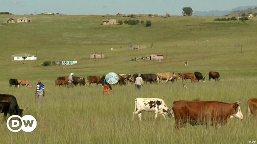 Restoring grasslands in South Africa
