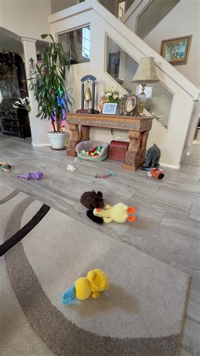 Making Me Dizzy: Puppy Potty Training Struggles