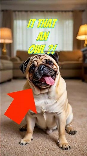 PUG SECRET Body Language #pug # #dog #pugnation