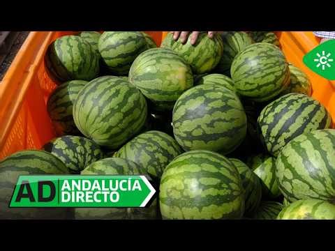 Andalucía Directo | Jueves 23 de abril
