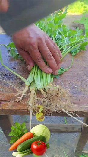 Sk 2709 mini rotary tillage and ridging one one tree short view #travel #beach #flowers